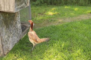 Chickens on the farm!