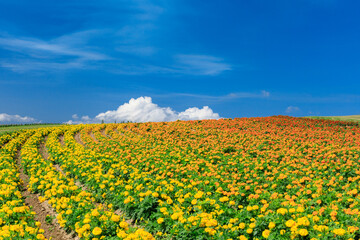 Obraz premium 上富良野町 フラワーランドかみふらの