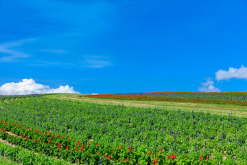 上富良野町　フラワーランドかみふらの