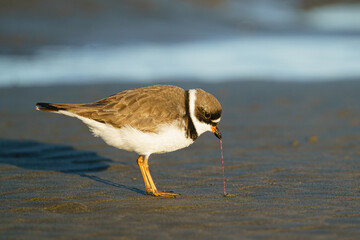 Semipalmated Plover (Charadrius semipalmatus) with marine worm. Ocean Shores, Washington
