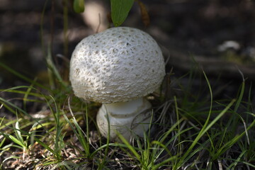 Mushroom on the trail to Bloods Lake, Utah