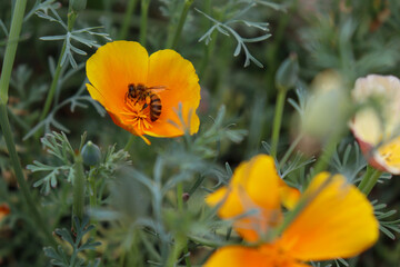 The honey bee collects nectar. Pollination of plants. Orange flower. Californian poppy field. Background photo. Selective focus.