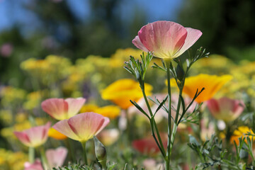 Beautiful soft pink flower. California poppy field. Background photo.