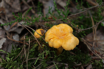Beautiful chanterelle mushroom in moss. Bright, orange, delicious forest mushroom. Selective focus.