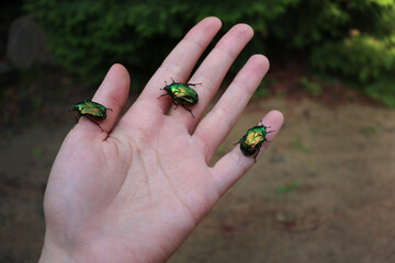 Large green flower beetles on the hand. Cetoniinae. Selective focus.