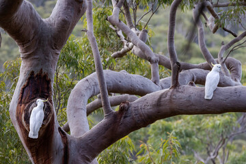Sulphur-crested Cockatoo's at nest in Sydney Red Gum Tree