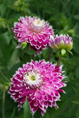 Obraz premium Purple Dahlia with Foliage background