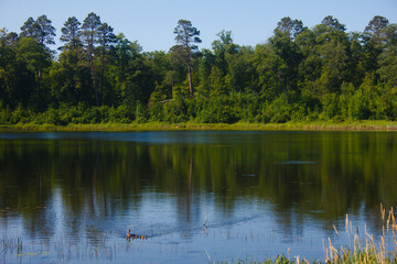 lake in the forest