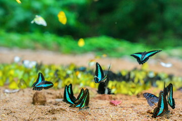 Butterfly in the tropical forest.