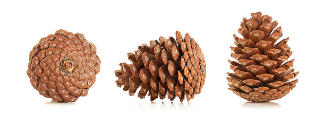 Three pine cones in different angles isolated on a white background.