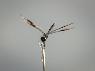 Four spotted pennant dragonfly perched on a twig