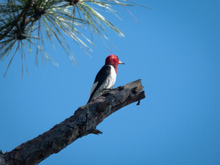 Red-headed woodpecker perched on a tree limb