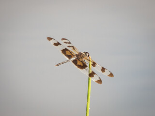 Adult male banded pennant (Celithemis fasciata) dragonfly perched on a twig