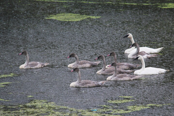 Swan on the lake