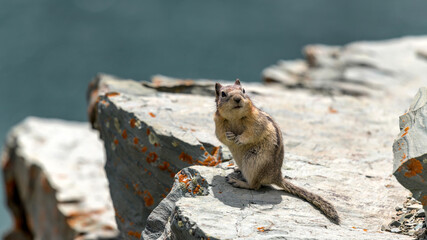 Chipmunk - A cute chipmunk standing on top of a rocky cliff at side of Saint Mary Lake on a sunny...