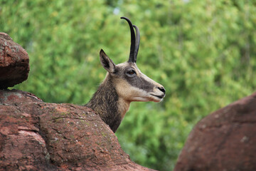 close up portrait of a mountain goat