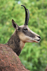 close up portrait of a mountain goat