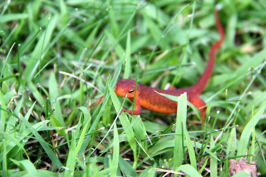 Red Lizard" Images – Browse 245 Stock Photos, Vectors, and Video | Adobe  Stock