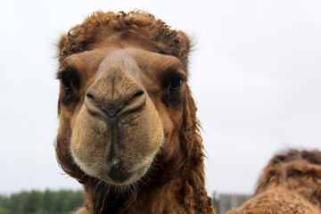 Fototapeta premium portrait of a camel