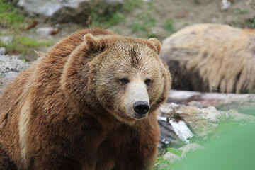 Fototapeta premium brown bear in a zoo