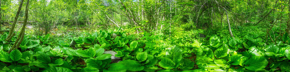 Green forest landscape large leaves of grass in a dense forest on a bright sunny day. Cylindrical...