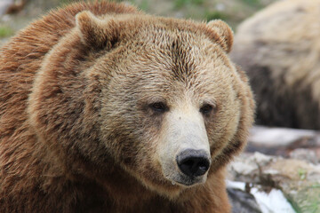 Obraz premium brown bear in a zoo