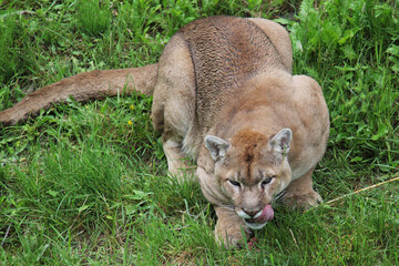 Cougar in the wild