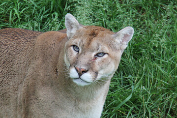 Cougar in the wild