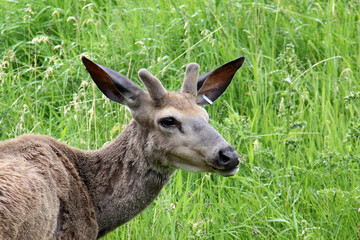 deer in the grass