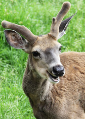 deer in the forest