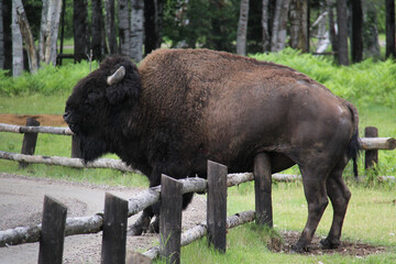 american bison in park national park