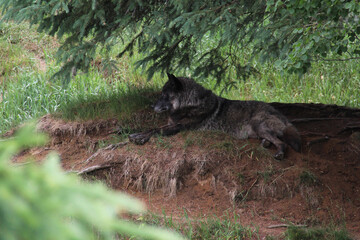 Fototapeta na wymiar wolf in the woods