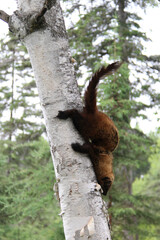 pekan on a tree