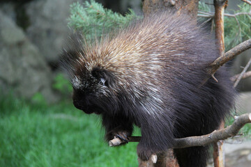 Porcupine in a tree