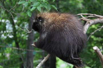 Porcupine in a tree