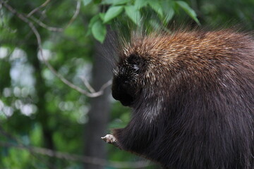 Porcupine in a tree
