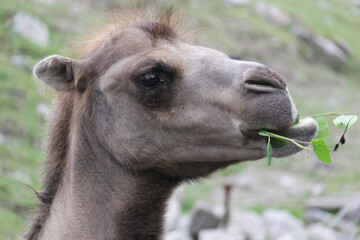 Fototapeta premium portrait of a baby camel