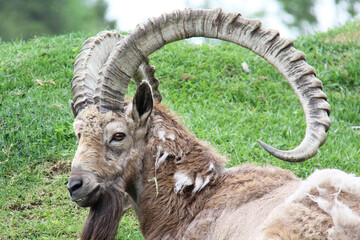 mountain goat on a rock