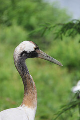 Fototapeta premium grey crowned crane