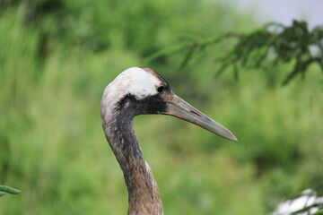 grey crowned crane