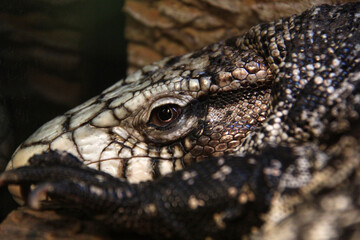 close up of a lizard