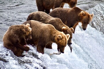 Grizzlies fishing salmon in Katmai Nationalpark