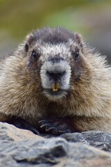 Marmot portrait