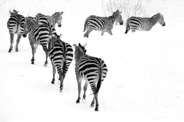 Fototapeta premium lines of zebras in the snow