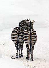 zebra in the snow