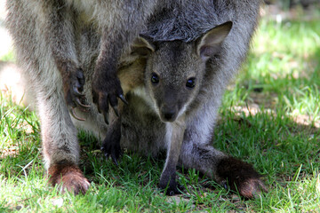 Naklejka premium Little baby wallaby in the pouch of his mother