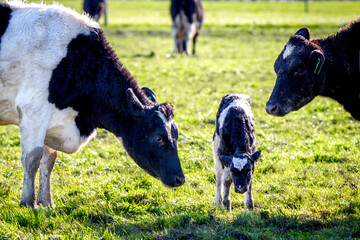 A mother friesian cow rests and protects her newborn calf in a field of pregnant dairy cows, Canterbury, New Zealand - obrazy, fototapety, plakaty