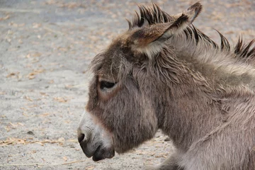 Foto op Canvas close up of a donkey © SofotoCool