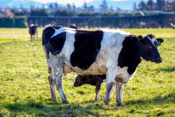 A baby newborn calf looks for his first drink of colostrum from his mother in a field of pregnant dairy cows, Canterbury, New Zealand