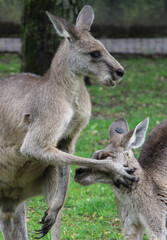Naklejka na ściany i meble Battle of kangaroos